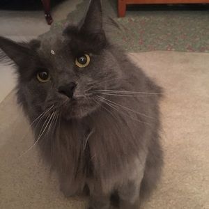 Meet your Posher, Lily